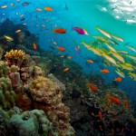 Austrália corais sea reef velejar sail