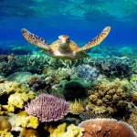 reef corais australia whitsunday sail velejar