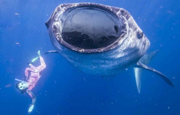 Karina Oliani tubaroes baleia mergulho mexico