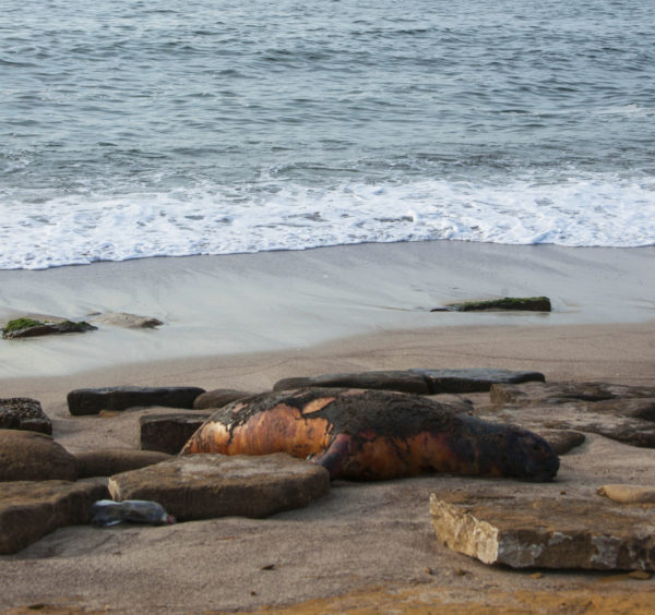 Leão Marinho Paracas Peru Poluição dos mares