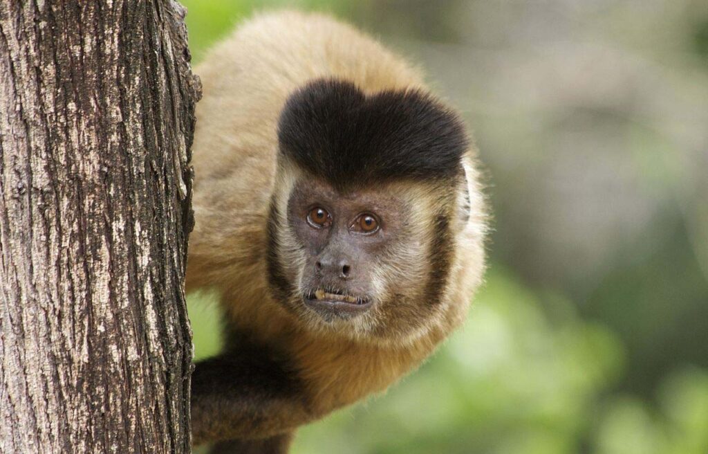 macaco prego serra da capivara