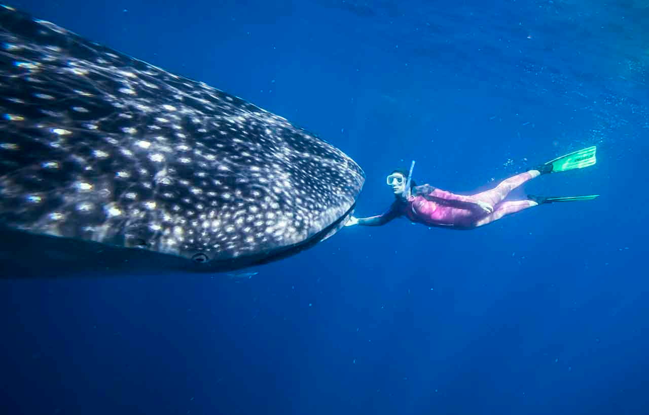 Nadando Com Tubarões Na Riviera Maia