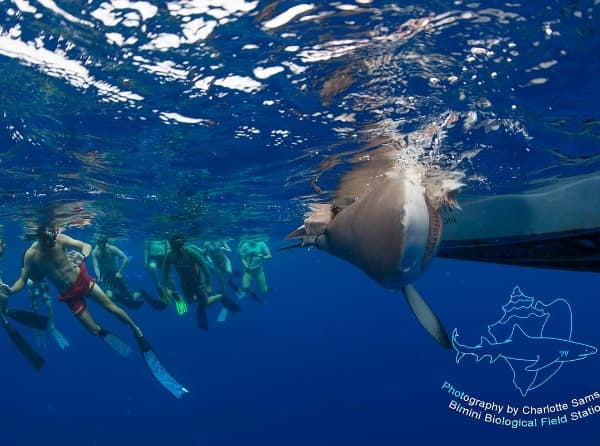 Bimini Sharklab Shark