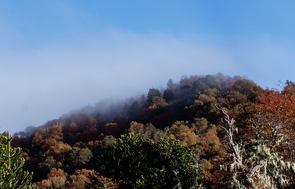 Floresta ainda com as lindas cores do Outono Floresta ainda com as lindas cores do Outono