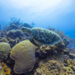 karina oliani viagem turismo belize caribe america central mergulho praia aventura natureza