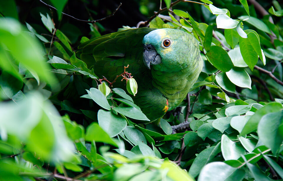 Passaro-verde-entre-folhas-de-uma-arvore.jpg Blog Image 2