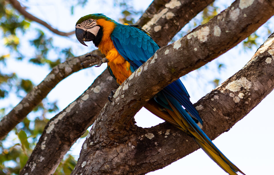 8_0005_IMG_7628.jpg Parrot