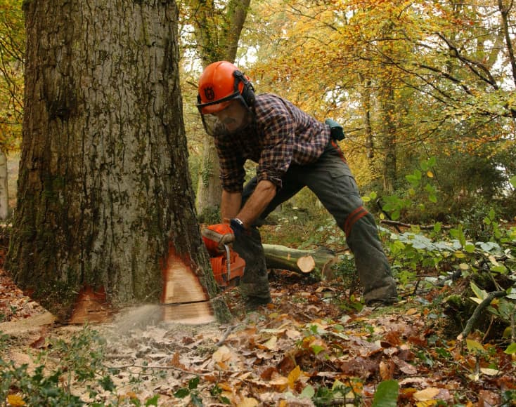 UK Forestry Commission